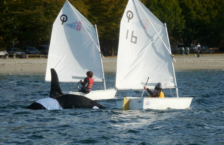 2012 Opti Northwest Championship Green Fleet